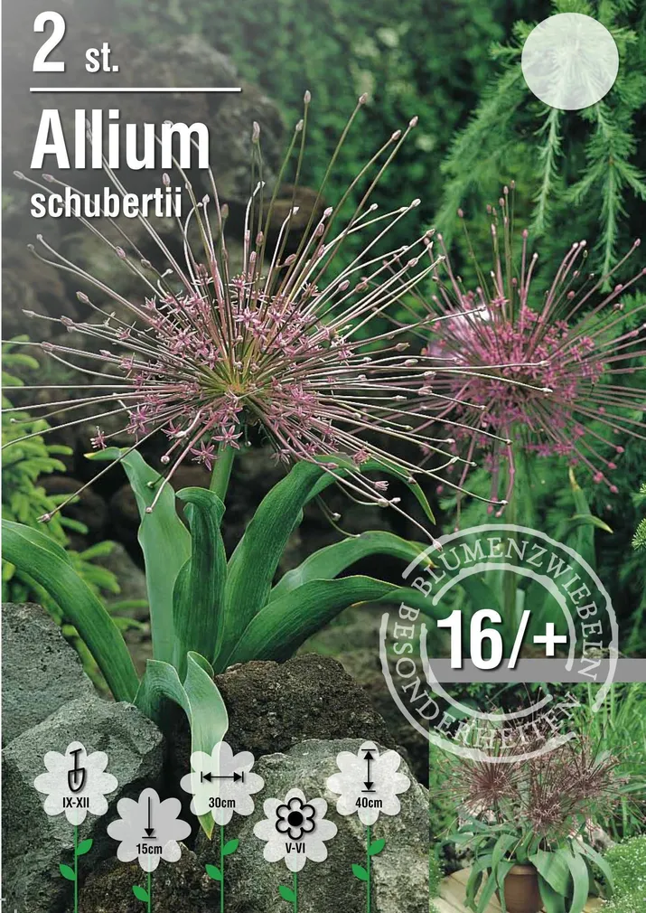 LILLESIBUL LAUK SCHUBERTII 2TK PAKIS