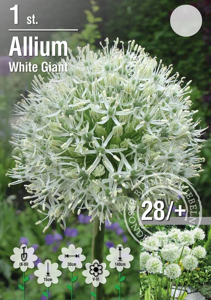 LILLESIBUL LAUK WHITE GIANT 1TK PAKIS