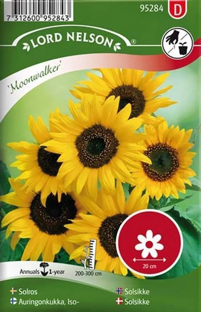 LILLESEEMNED PÄEVALILL "MOONWALKER" 5G/PK