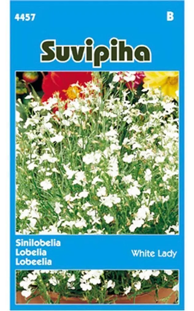 LILLESEEMNED SUVIPIHA LOBEELIA WHITE LADY VALGE 