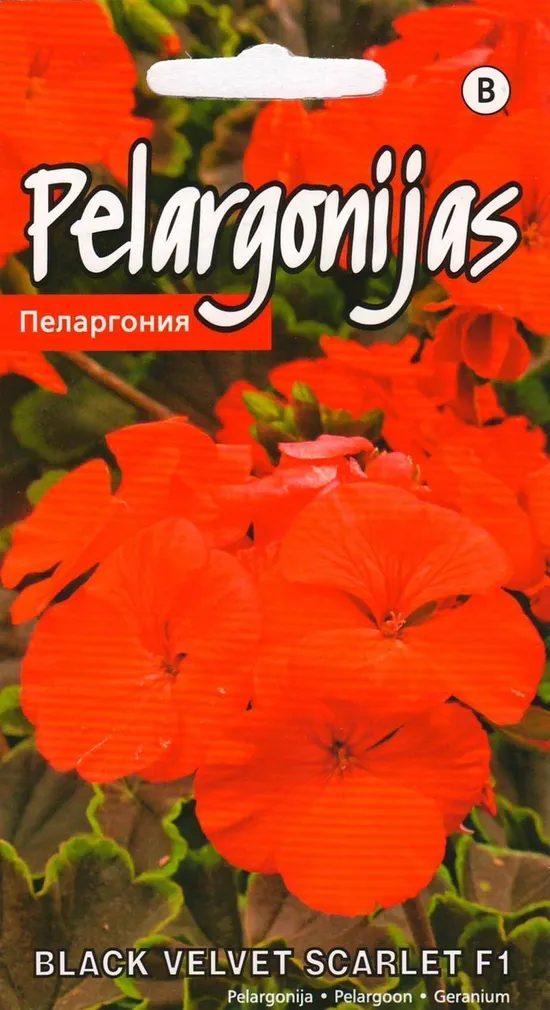SEEMNED KURZEMES SEKLAS PELARGOON BLACK VELVET SCARLET F1 5 S