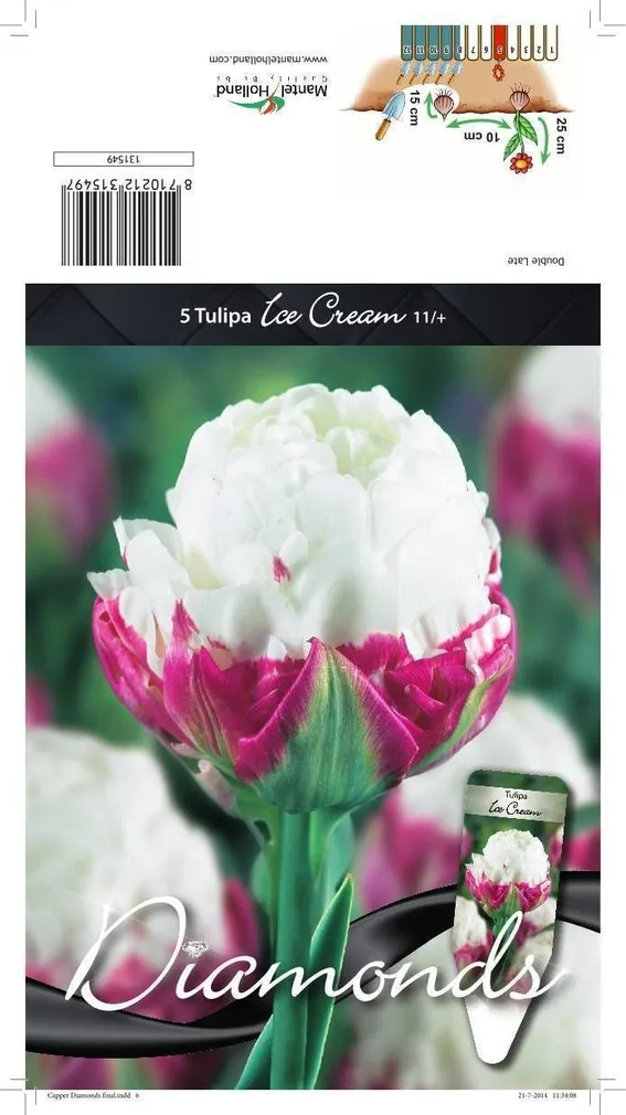 LILLESIBUL TULP DLT ICE CREAM 5TK PAKIS