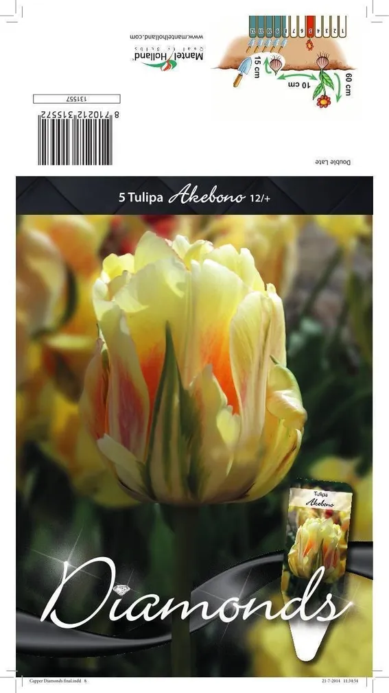 LILLESIBUL TULP DLT AKEBONO 5TK PAKIS