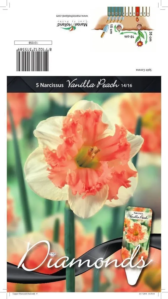 LILLESIBUL NARTSISS SC VANILLA PEACH 5TK PAKIS