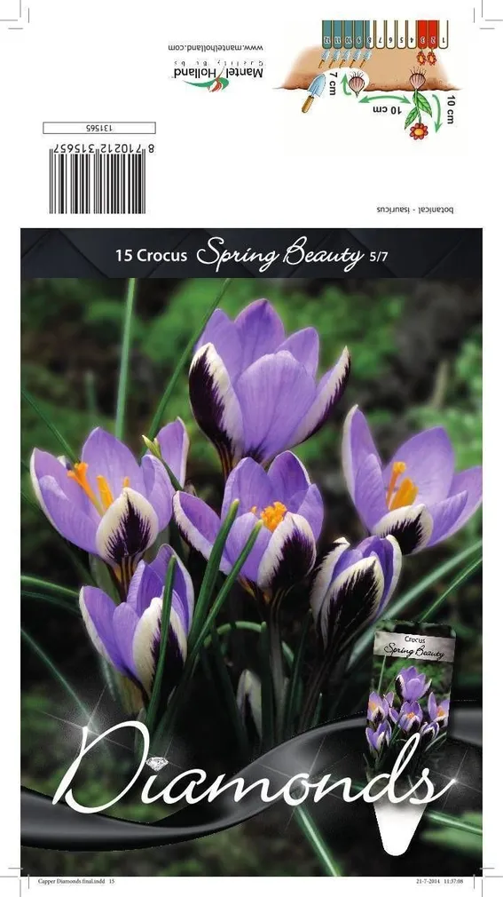 LILLESIBUL KROOKUS BOT. SPRING BEAUTY 15TK PAKIS