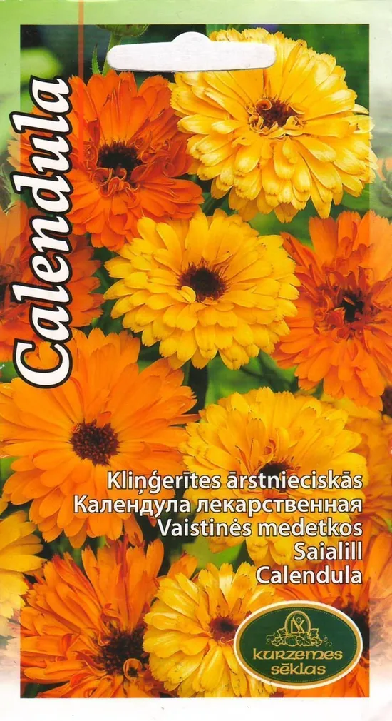 SEEMNED KURZEMES SEKLAS SAIALILL RAVIV 2 G