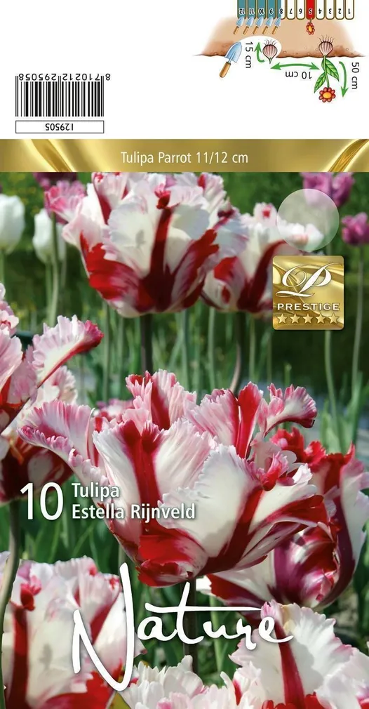 LILLESIBUL TULP PARROT ESTELLA RIJNVELD 10TK PAKIS
