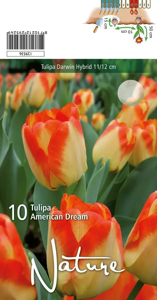 LILLESIBUL TULP DWH AMERICAN DREAM 10TK PAKIS