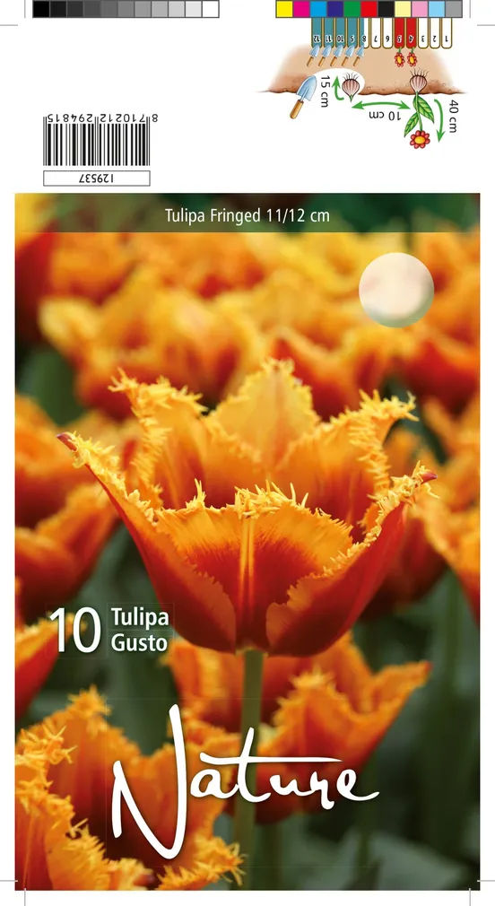 LILLESIBUL TULP CRISPA GUSTO 10TK PAKIS