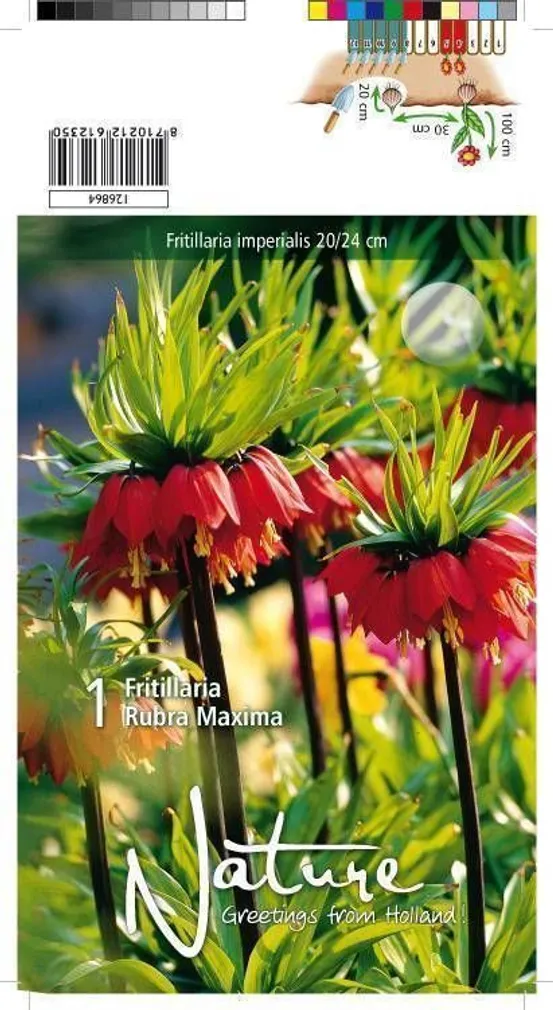 LILLESIBUL PÜVILILL IMP. RUBRA 1TK PAKIS