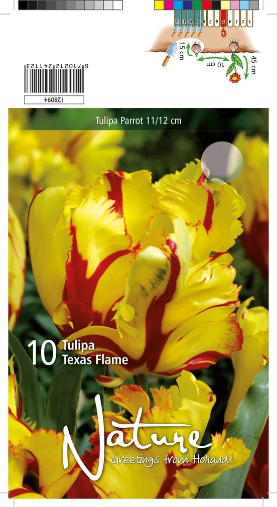 LILLESIBUL TULP PARROT TEXAS FLAME 10TK PAKIS
