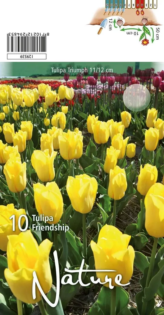 LILLESIBUL TULP TRIUMPH FRIENDSHIP 10TK PAKIS