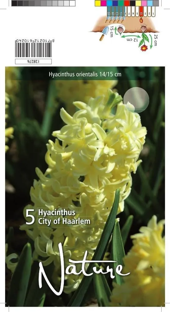 LILLESIBUL HÜATSINT CITY OF HAARLEM 5TK PAKIS