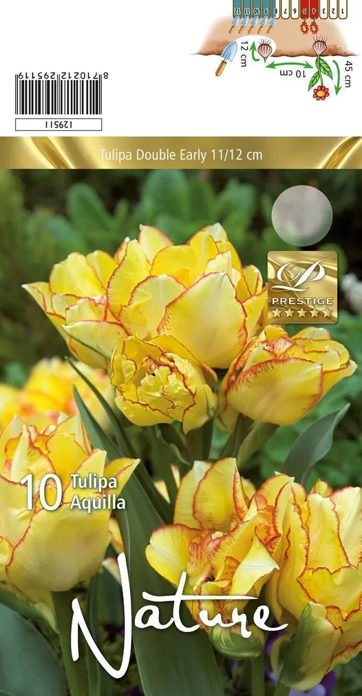 LILLESIBUL TULP DBL. EARLY AQUILLA 10TK PAKIS