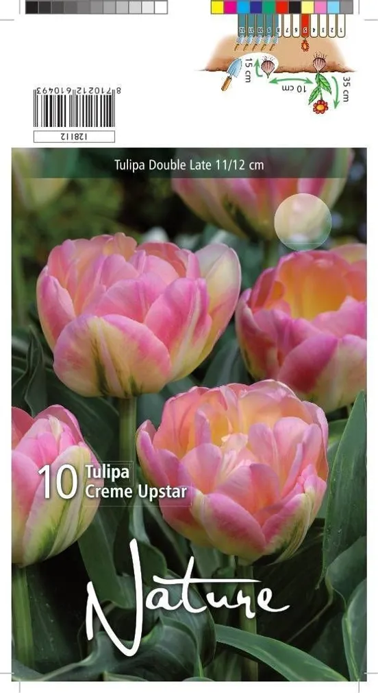 LILLESIBUL TULP DBL. LATE CREME UPSTAR 10TK PAKIS