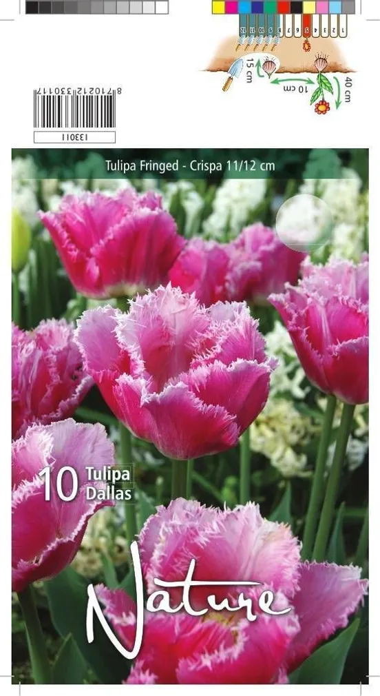 LILLESIBUL TULP CRISPA DALLAS 10TK PAKIS