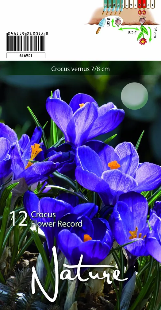 LILLESIBUL KROOKUS BIGFL. FLOWER RECORD 12TK PAKIS