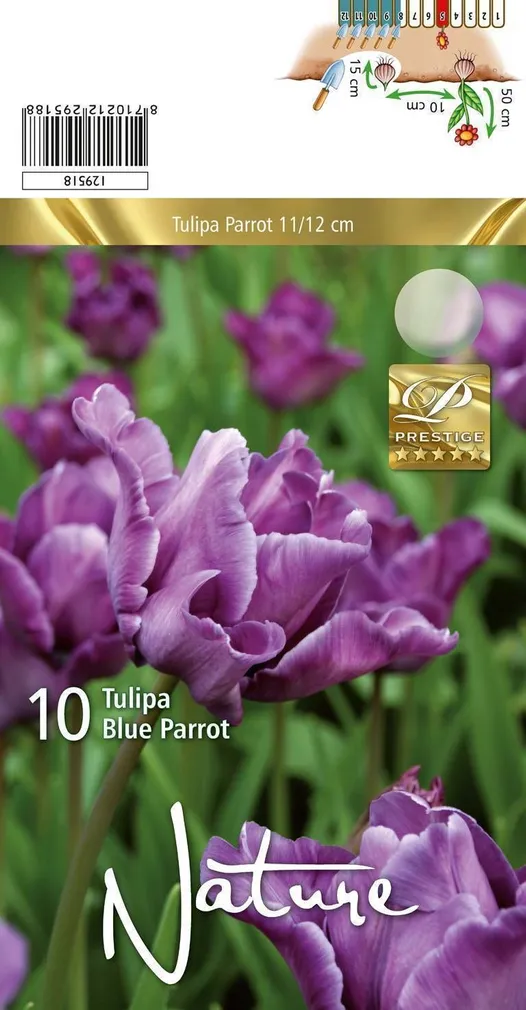 LILLESIBUL TULP PARROT BLUE PARROT 10TK PAKIS