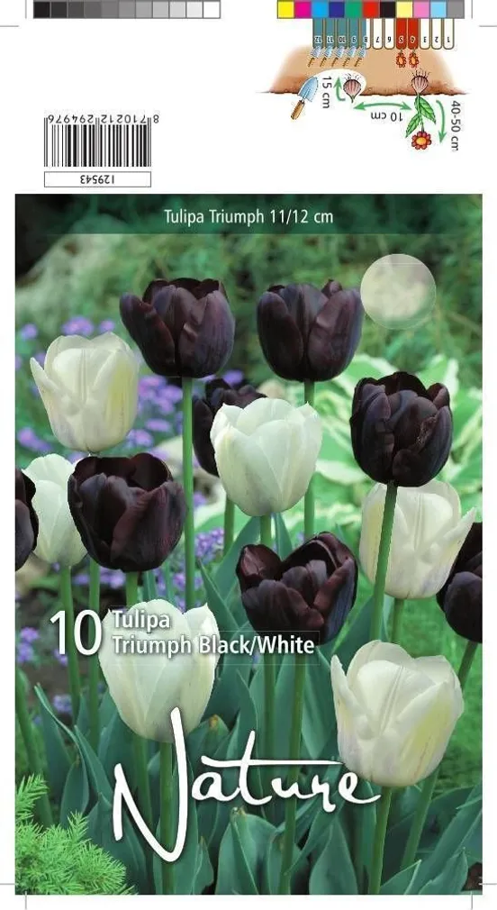 LILLESIBUL TULP TRT BLACK & WHITE MIX 10TK PAKIS