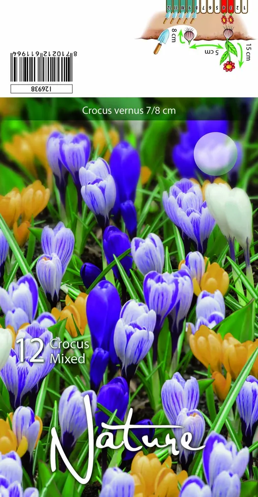 LILLESIBUL KROOKUS BIGFL. MIX 12TK PAKIS