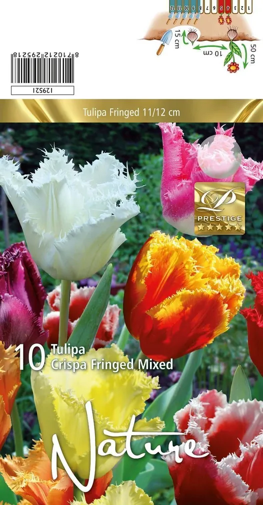LILLESIBUL TULP CRISPA MIX 10TK PAKIS