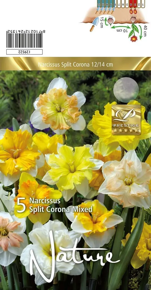 LILLESIBUL NARTSISS SC MIX 5TK PAKIS