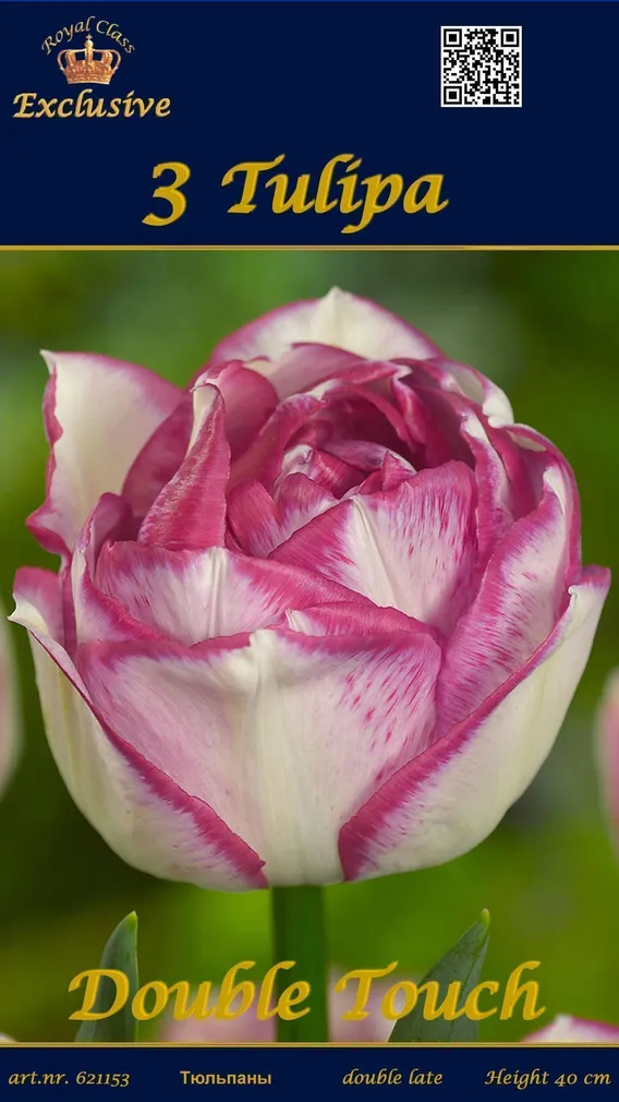 LILLESIBUL TULP DOUBLE TOUCH 3TK PAKIS