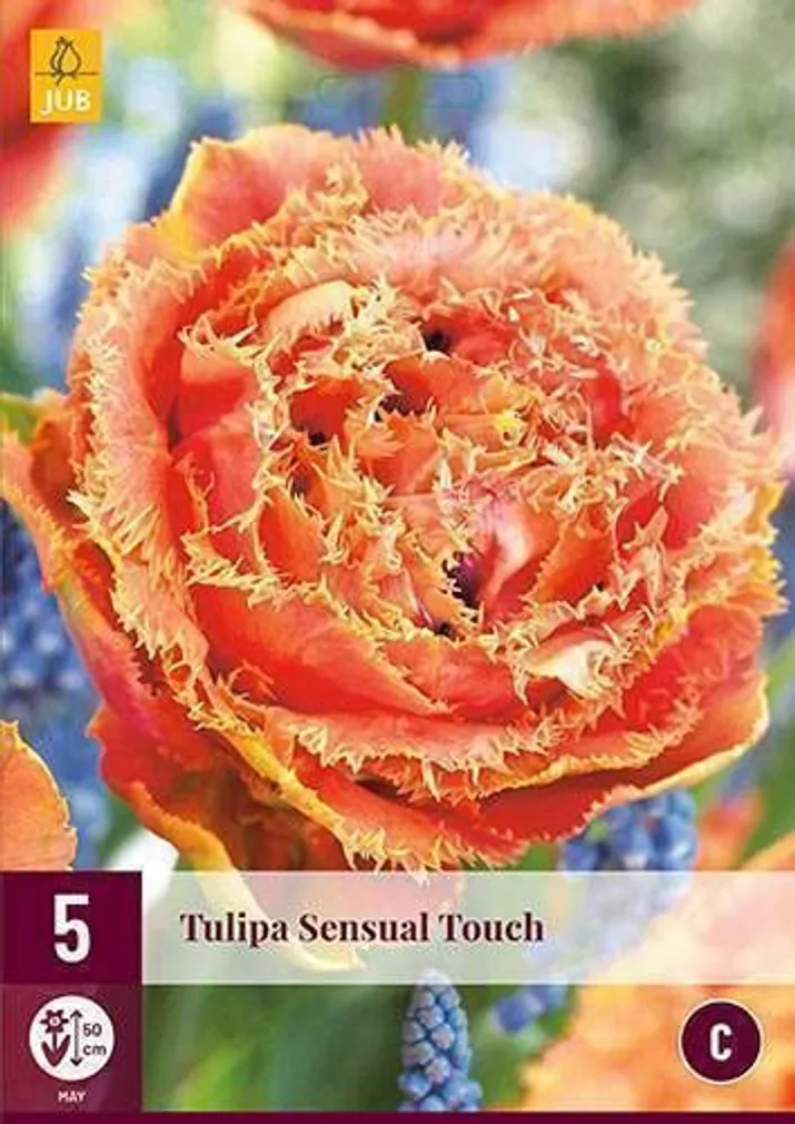 LILLESIBUL JUB TULP SENSUAL TOUCH 5TK PAKIS