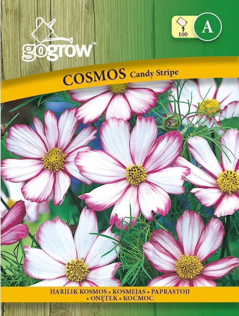 LILLESEEMNED GO GROW HARILIK KOSMOS CANDY STRIPE