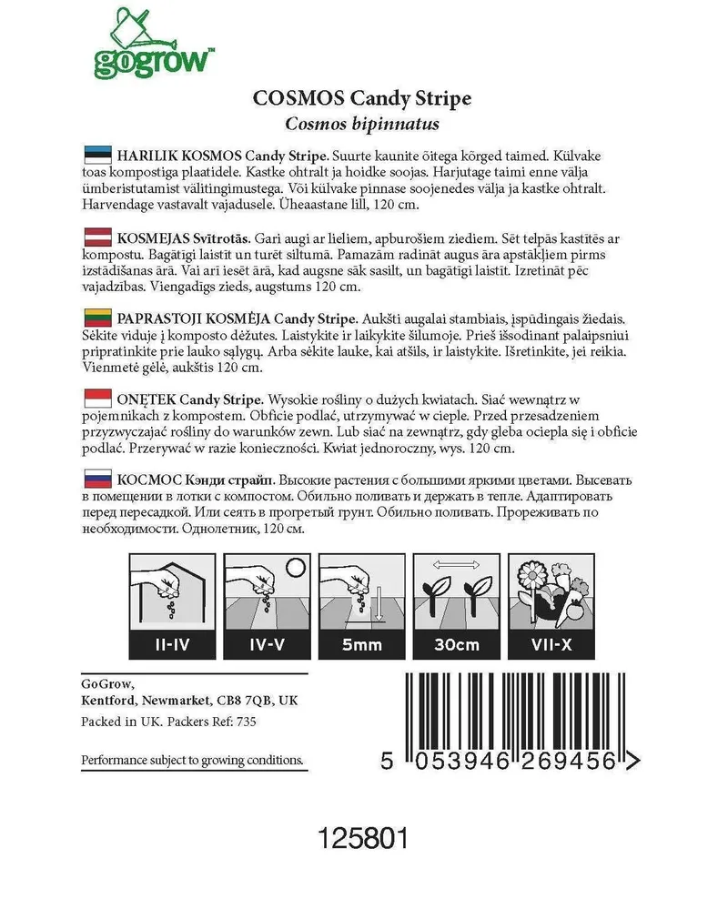 LILLESEEMNED GO GROW HARILIK KOSMOS CANDY STRIPE