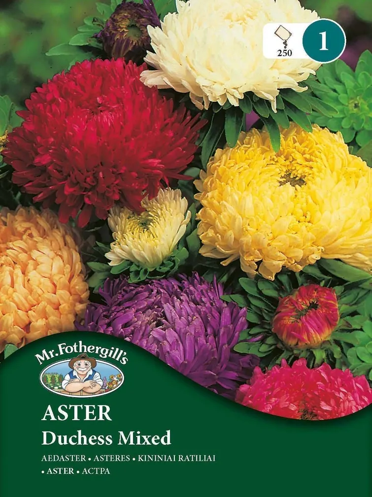 LILLESEEMNED MR FOTHERGILL’S AEDASTER DUCHESS SEGU