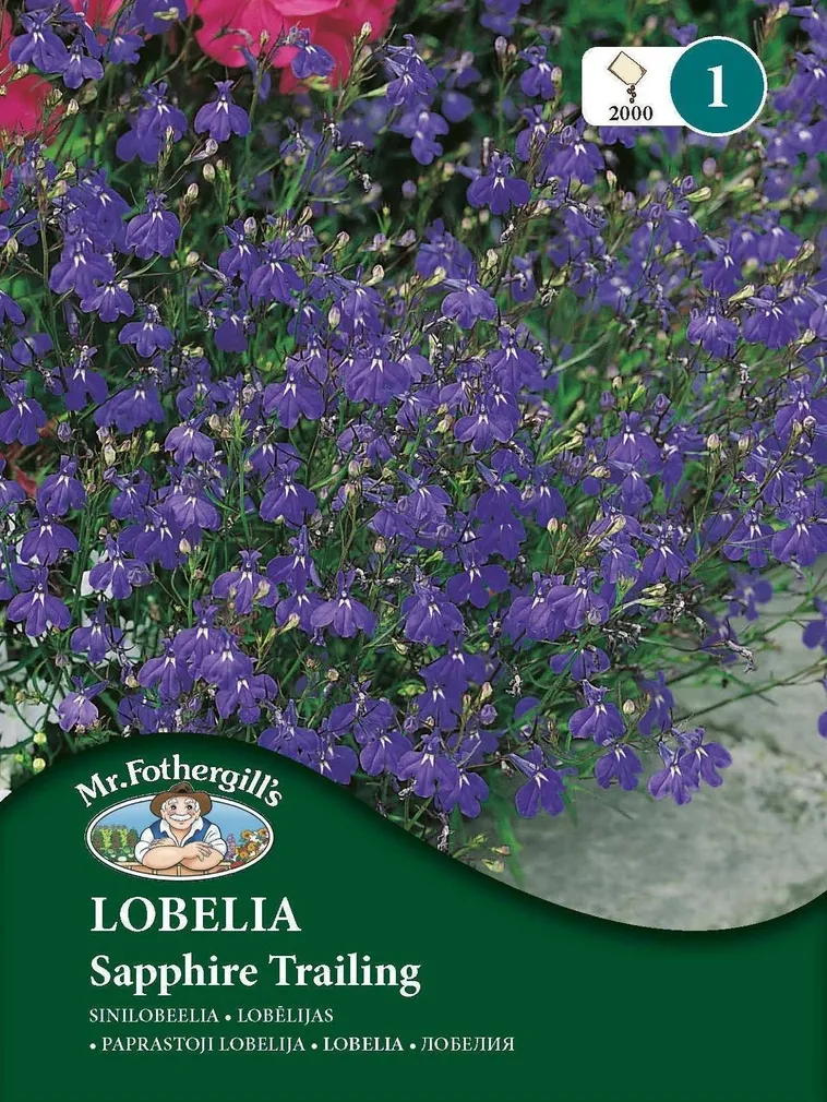 LILLESEEMNED MR FOTHERGILL’S SINILOBEELIA SAPPHIRE TRAILING