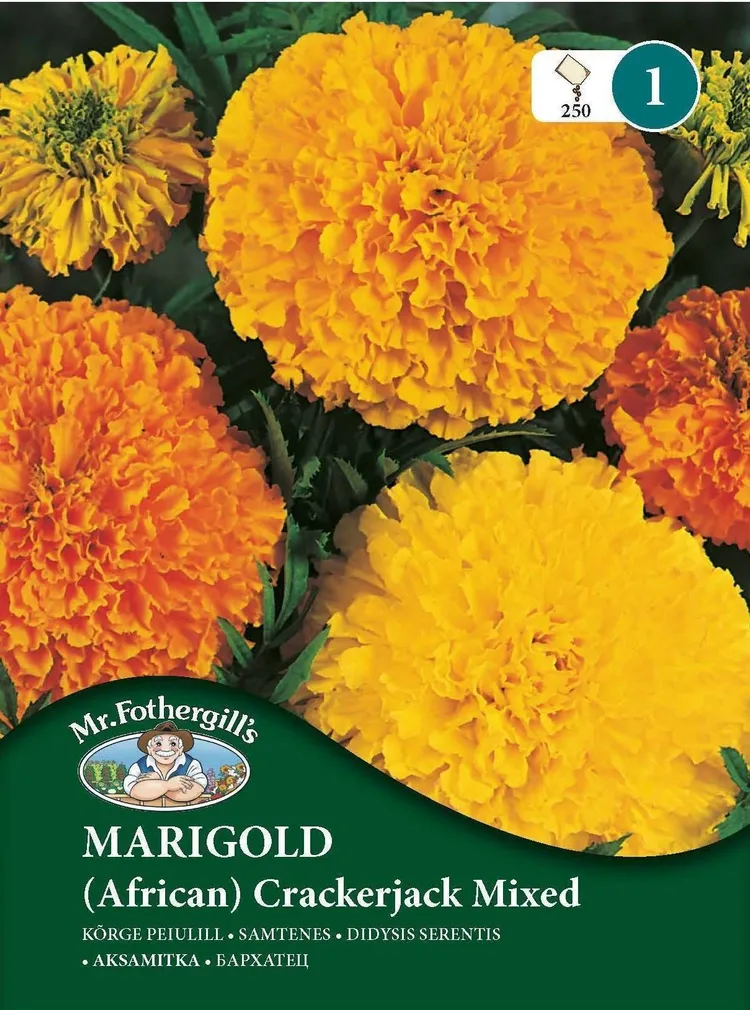 LILLESEEMNED MR FOTHERGILL’S KÕRGE PEIULILL (AFRICAN) CRACKERJACK SEGU