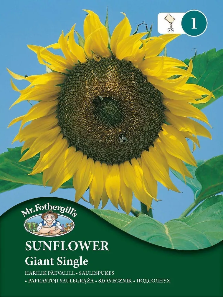 LILLESEEMNED MR FOTHERGILL’S HARILIK PÄEVALILL GIANT SINGLE