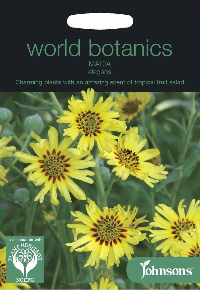 LILLESEEMNED JOHNSON’S ILUS MAADIA