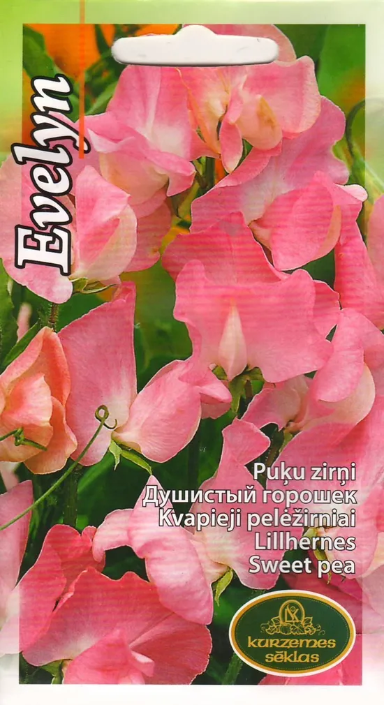 LILLESEEMNED KURZEMES SEKLAS LILLHERNES EVELYN 2G