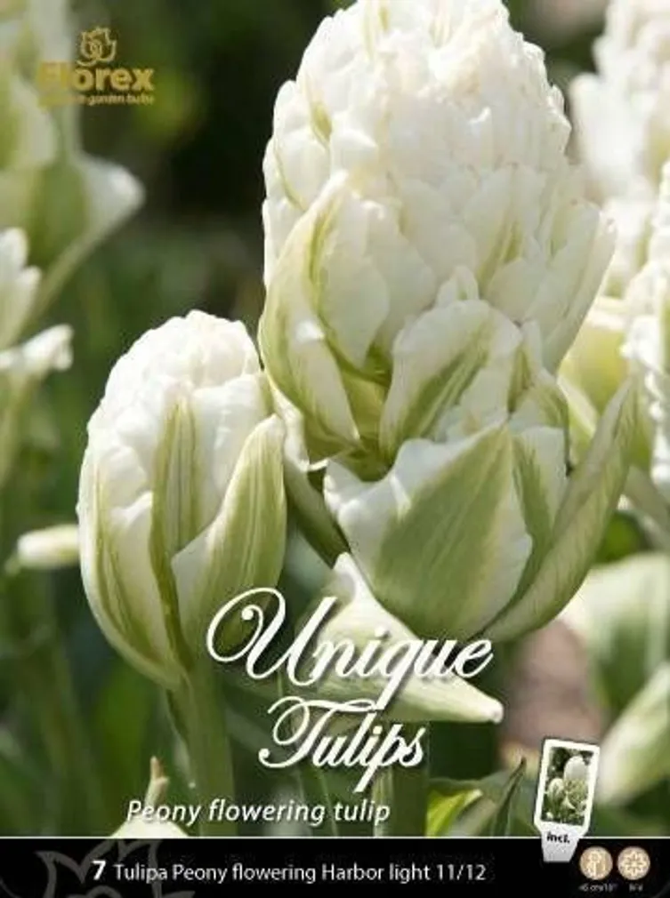 LILLESIBUL TULP HARBOR LIGHT - NEW 7TK PAKIS