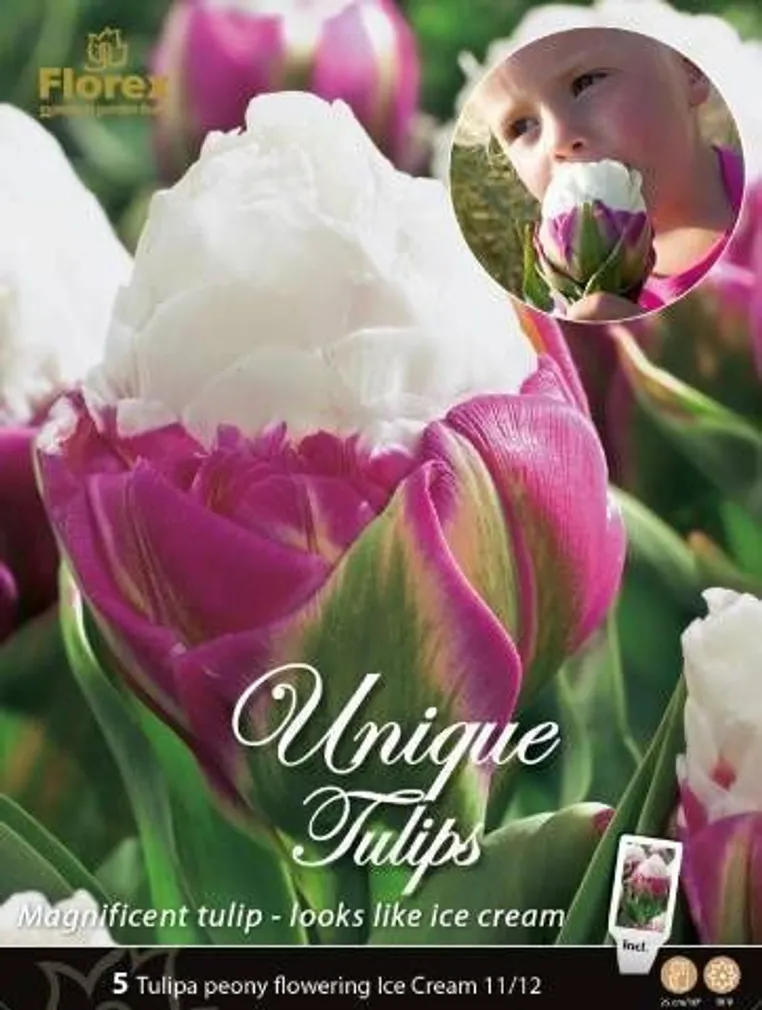 LILLESIBUL TULP ICE CREAM 5TK PAKIS