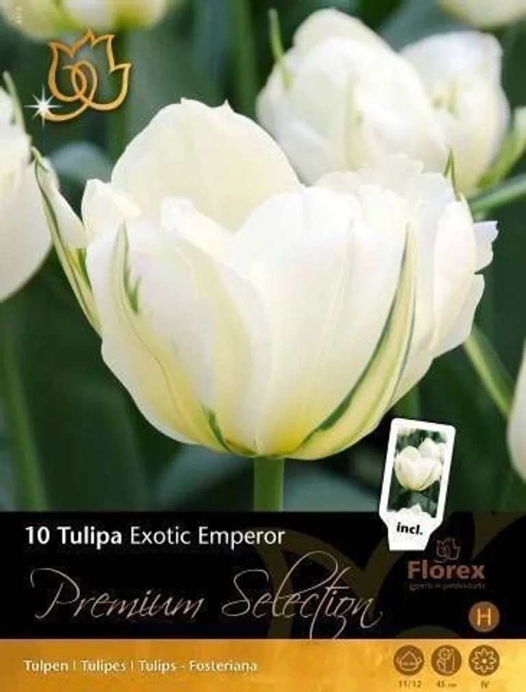 LILLESIBUL TULP FLOREX EXOTIC EMPEROR 11/12 10TK PAKIS