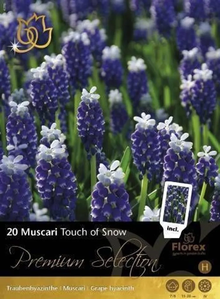 LILLESIBUL EBAHÜATSINT FLOREX TOUCH OF SNOW 7/8 20TK PAKIS