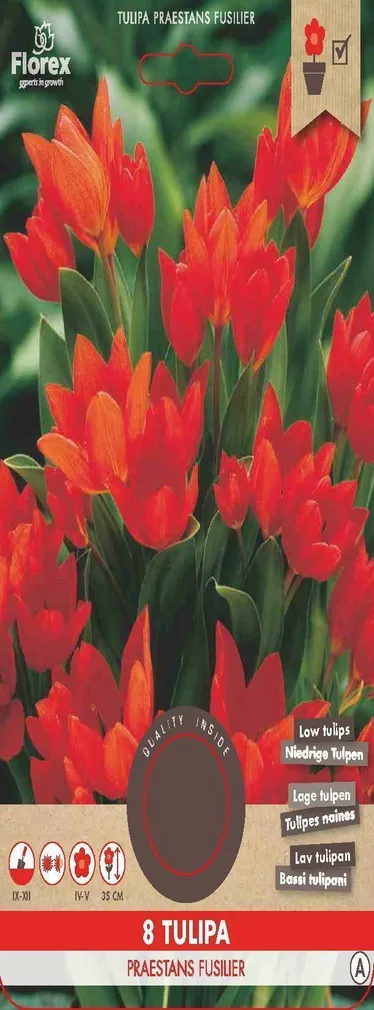 LILLESIBUL MADALAKASVULINE TULP FLOREX PRAESTANS FUSILIER 8TK PAKIS