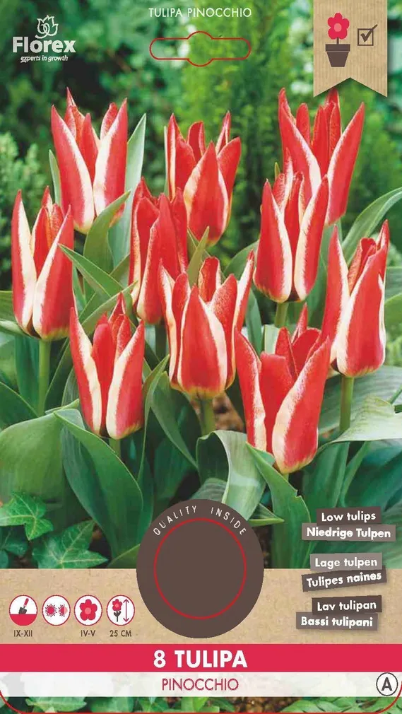 LILLESIBUL GREIGI TULP FLOREX PINOCCHIO 8TK PAKIS
