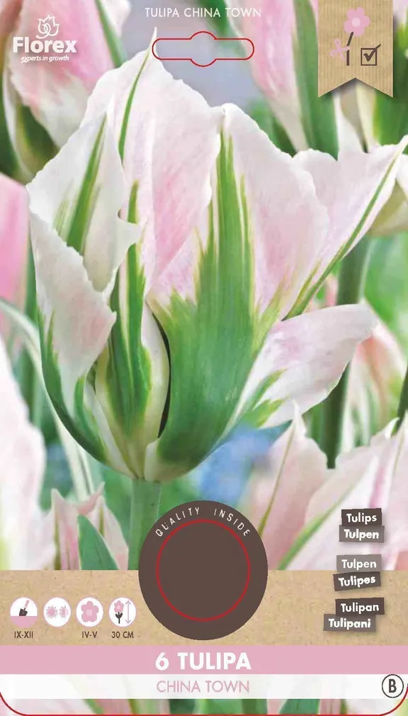 LILLESIBUL ROHELISEÕIELINE TULP FLOREX CHINA TOWN 6TK PAKIS