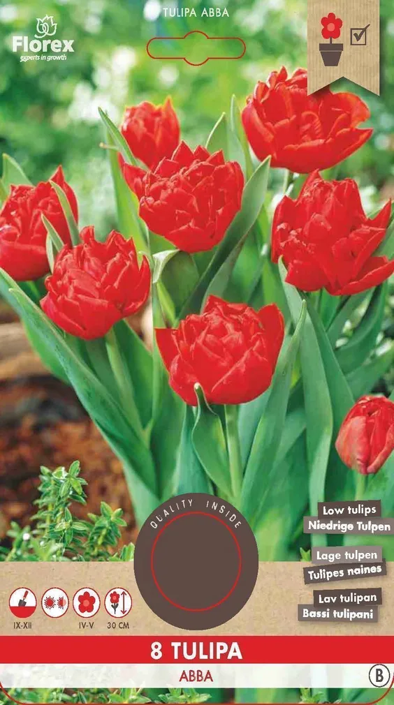 LILLESIBUL TOPELTÕIELINE TULP MADALAKASV FLOREX VIKING ABBA 8TK PAKIS