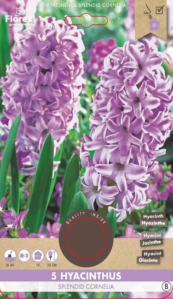 LILLESIBUL HÜATSINT FLOREX SPLENDID CORNELIA 5TK PAKIS