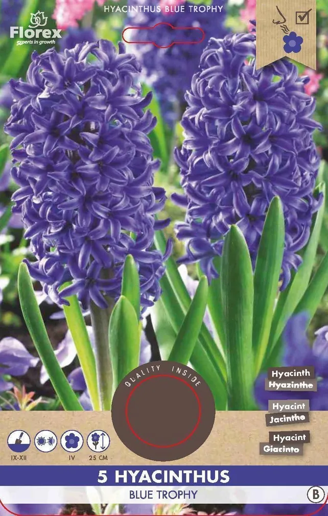 LILLESIBUL HÜATSINT FLOREX BLUE TROPHY 5TK PAKIS