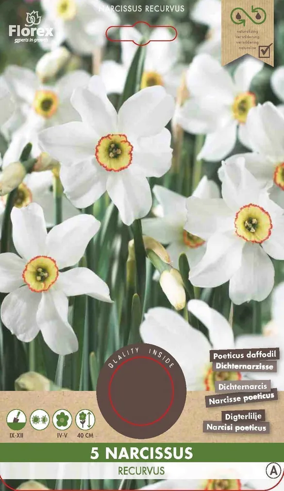 LILLESIBUL NARTSISS FLOREX RECURVUS 5TK PAKIS