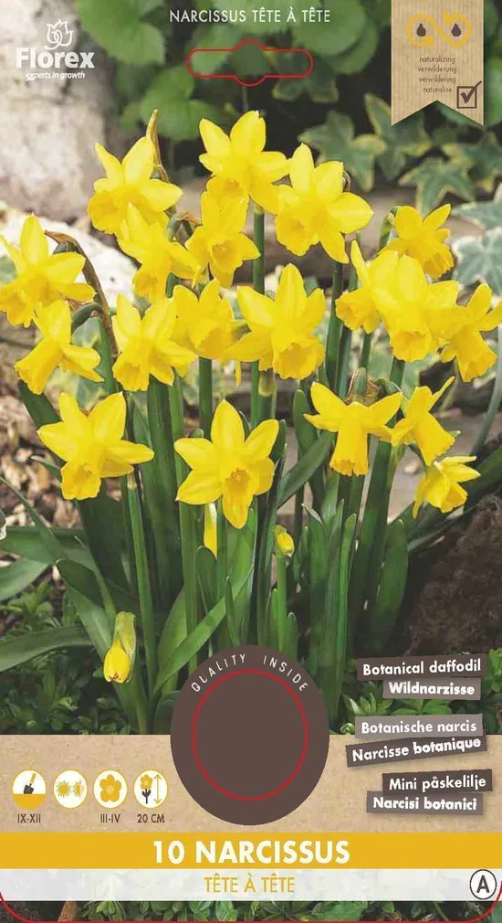 LILLESIBUL NARTSISS FLOREX TETE Á TETE 10TK PAKIS