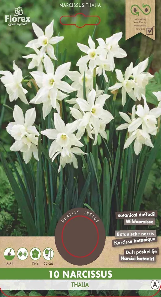 LILLESIBUL NARTSISS FLOREX THALIA 10TK PAKIS