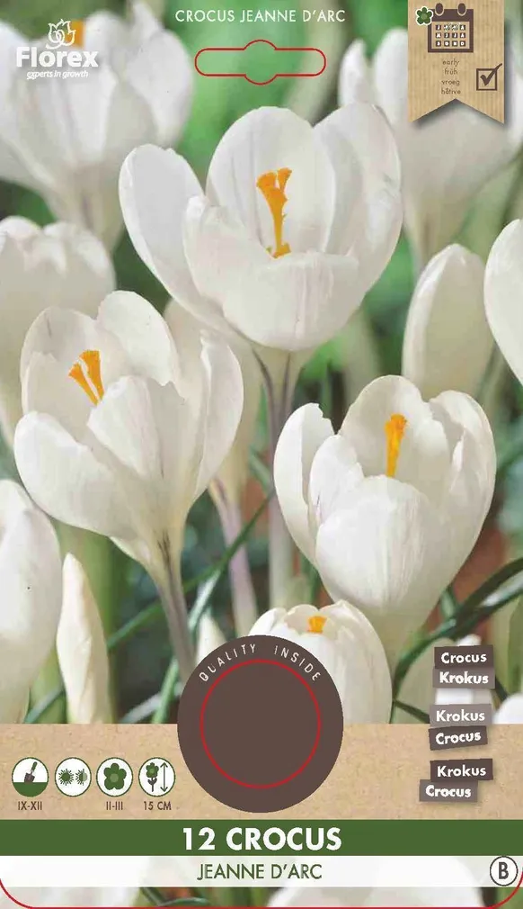 LILLESIBUL SUUREÕIELINE KROOKUS FLOREX JEANNE D'ARC 12TK PAKIS